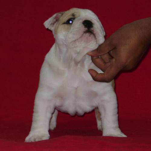 english bulldog puppies